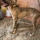 للبيع جروه سلقه عمره شهرين ونص تقريبن