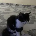 قطة شيرازيه