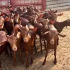 عنقان مراح واحد للبيع