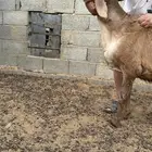 طلي مشروع فحل