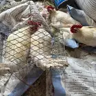 دجاج بلدي