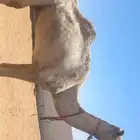 حمل رباع طبع شرط قليصه او رحول فيه ضلع برجله يسار