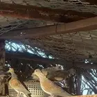 قميري انتاج متزاوج