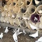حمام باكستاني