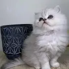 قطط صغيره 8 كيتن قطه بسه سكوتش هملايا شيرازي بيكي فيس قطوه