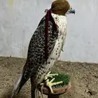 تبع جير حر شيهانه وكري