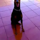 يوجد جميع انواع الكلاب للتلقيح ( للتزاوج )