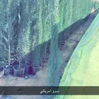 سرو امريكي عطري