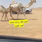البيع الخلفه
