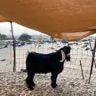 تيس للبيع ثني