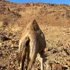 نياق للبيع