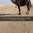 للبيع عشرا مبيوع ولدها امس