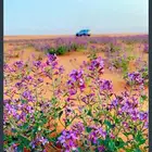 بذور خزامى البريه للبيع
