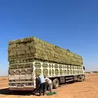 برسيم صافي