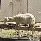شاه بيع سمح
