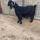 للبيع عنز طيبه بالحيل شحم