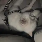 هاسكي ساموايد للبيع