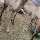 قعدان للبيع الدرب الشقيق طيبه علفه ممتازه وعلى حليب امهاتها