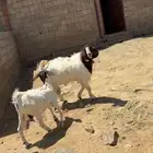 ماعز بور قوت اصيل للبيع