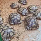 سلاحف سلوكاتا منتجه وعملاقه