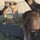 بكره