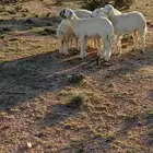 توصيل ذبائح من البر شرط اي ملاحظه لاتدفع ولاريال