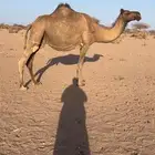 لقحات 4