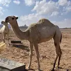 للبيع بكره طيبه