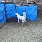 بهم للبيع بللحمر