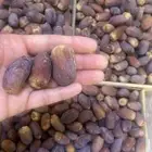 مجدول من المزرعه وادي الدواسر