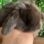 ارنب هولندلوب