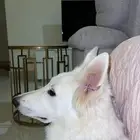 سويس شبرد للبيع