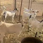 ذبيحتك لباب بيتك راجع التقييم