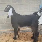 ابو عبدالله لبيع الذبايح