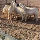 خرفان حريات