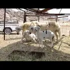 نعاج