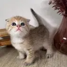 كيتن سكوتش فولد قولد قطه بسه هملايا شيرازي بيرشن انثى ذكر