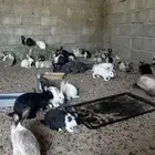 ارانب مشكله بلدي و ايطالي و فرنسي