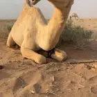 للبيع بكره كفو