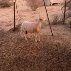 ثلاث من غنم حيل
