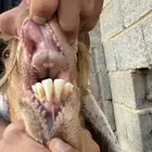 عنز عارضية صفراء متبع ((تم البيع))