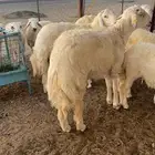 ذبايح وطليان حريه شرط نظيفه من البر