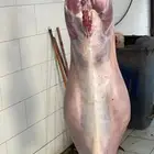 ذبايح طليان حريه وتيوس ورخال وجفار ثلاجه وعزايم ويتوفر طبخ