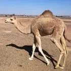 بكره اللبيع
