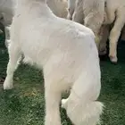 شراء ذبيحه وصلخها وتوصيل الى مكانك اللي تبغاه
