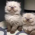 قطط عبر الاقساط كيتن قطه بسه هملايا سكوتش بيكي فيس شيرازي