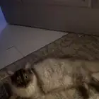 قط ذكر