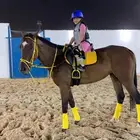 تعليم ركوب الخيل