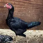 دجاج باكستاني