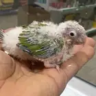 عرض خاص فروخ كنيور اناناس غرر